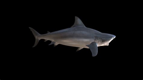 View Side of Shark Swims Stock Footage Video (100% Royalty-free) 1072489244 | Shutterstock