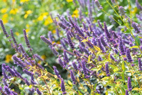 How Tall Does Hyssop Grow - Back Gardener