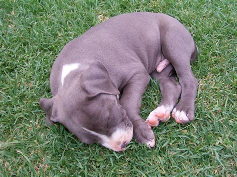 Blue American Staffy Puppies - Orange - Dogs for sale, puppies for sale, Orange - 1593132