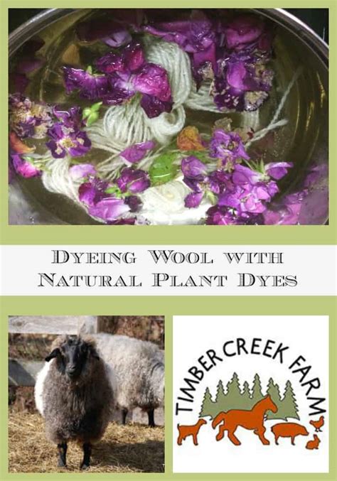 Dyeing Wool with Natural Plant Dyes - Timber Creek Farm