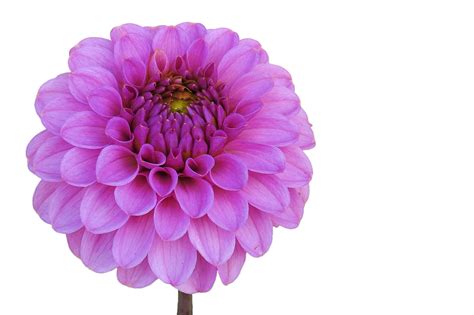 Dahlia PNG Images Transparent Background | PNG Play