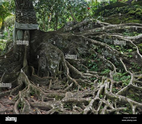 Long roots hi-res stock photography and images - Alamy