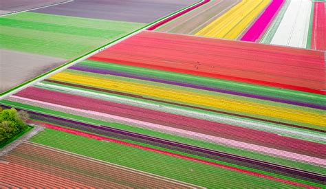 All You Need To Know About Visiting The Tulip Fields In The Netherlands