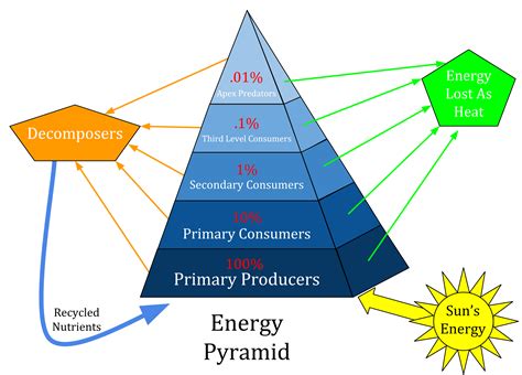 Can you describe the trophic levels in a typical ecosystem? | Socratic