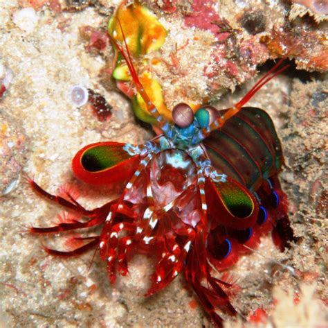 19. Peacock Mantis Shrimp - Reef Doctor - Marine Conservation : Reef Doctor – Marine Conservation