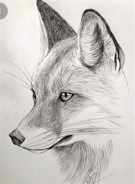 Realistic Animal Drawings, Pencil Drawings Of Animals, Art Drawings ...