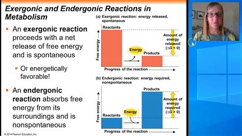 Endergonic Reaction Photosynthesis