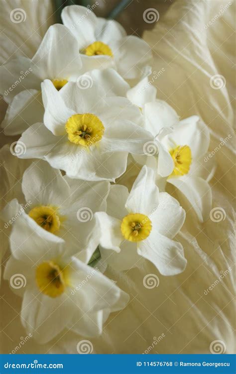 Spring Flowers - Beautiful Bouquet of White Daffodils Stock Photo - Image of flora, daffodils ...