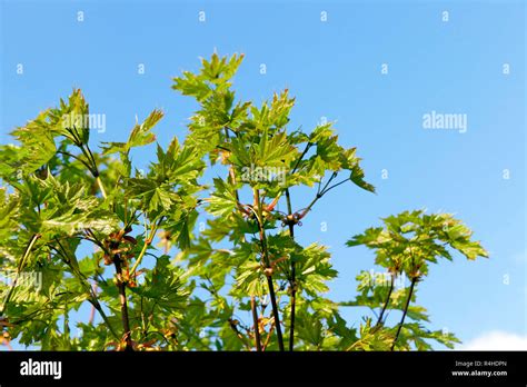 maple tree in the spring Stock Photo - Alamy