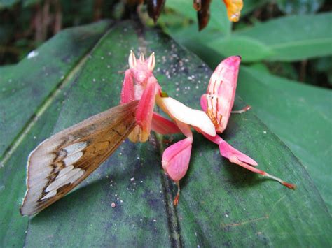 Orchid Mantis Care Sheet - Learn About Nature