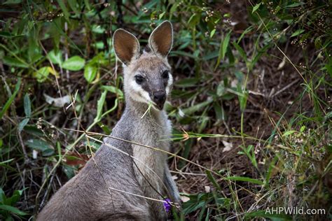 Whiptail Wallaby – AHP Wild