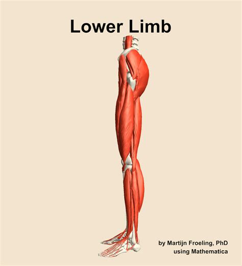 Lower Limb Muscle Anatomy