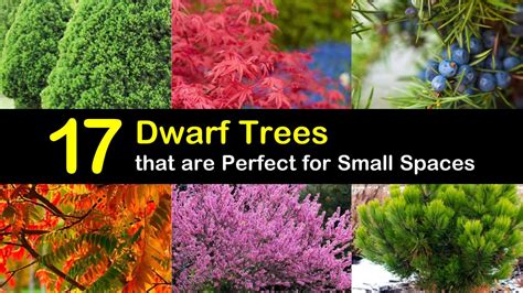 17 Dwarf Trees that are Perfect for Small Spaces