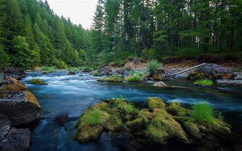 Green Wood Pretty Stream Rocks Wallpapers - Forest River - 1280x800 - Download HD Wallpaper ...