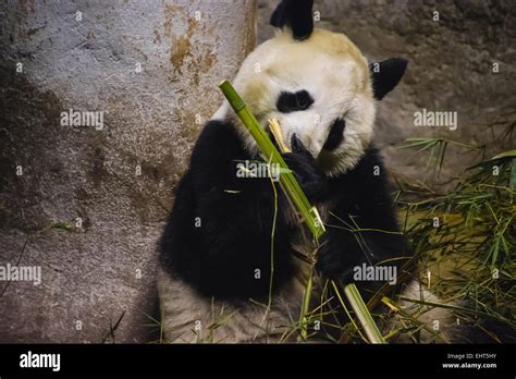 Panda bear eating bamboo Stock Photo - Alamy