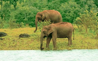 Periyar Wildlife Sanctuary