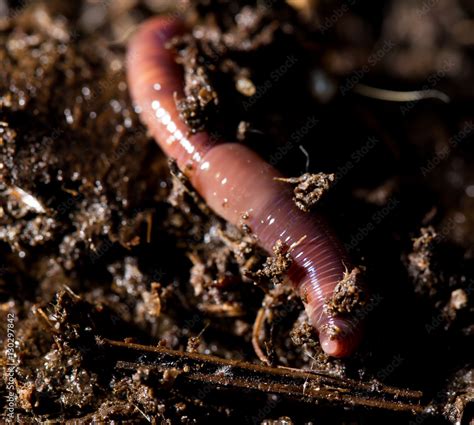 red worms in compost. macro Stock Photo | Adobe Stock