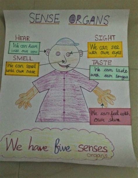 Sense organs chart a school work – Artofit