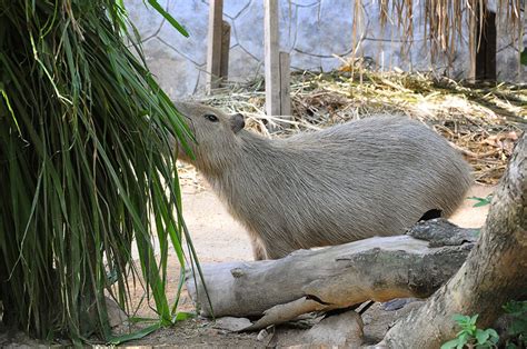 Zoo Negara - Mammal Kingdom