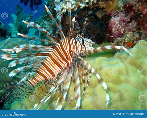 Lionfish Swimming Over Coral; Great Barrier Reef, Royalty-Free Stock ...