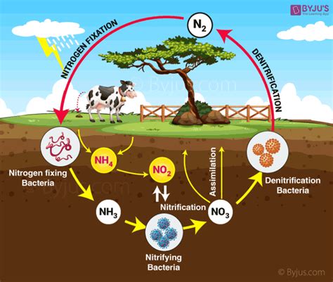 RBSE Solutions For Class 12 Biology Chapter 12: Nitrogen Metabolism and Nitrogen Cycle