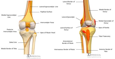 Bones – Advanced Anatomy 2nd. Ed.