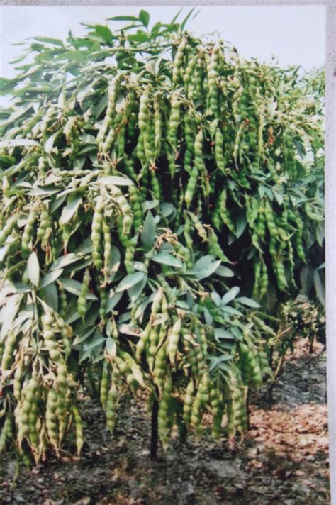 pigeon peas tree – Things Guyana