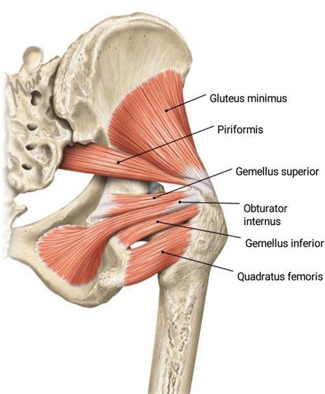 obturator membrane - Hľadať Googlom | Membrane