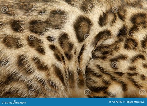 Fur Bengal cat stock image. Image of brown, close, mammal - 79672497