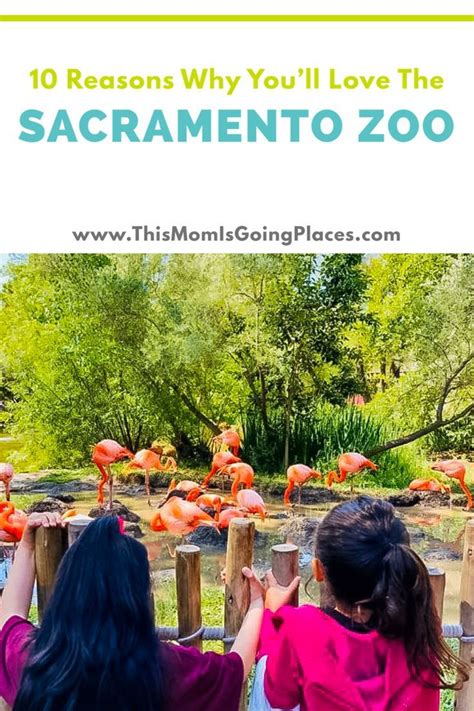 10 Reasons to Visit the Sacramento Zoo