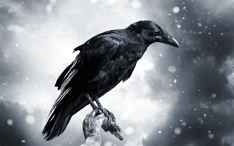 CROWS HD WALLPAPERS - Wallpaper Cave