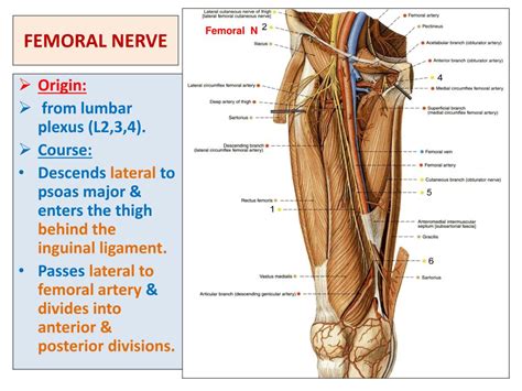 PPT - SACRAL PLEXUS FEMORAL & SCIATIC NERVES PowerPoint Presentation ...