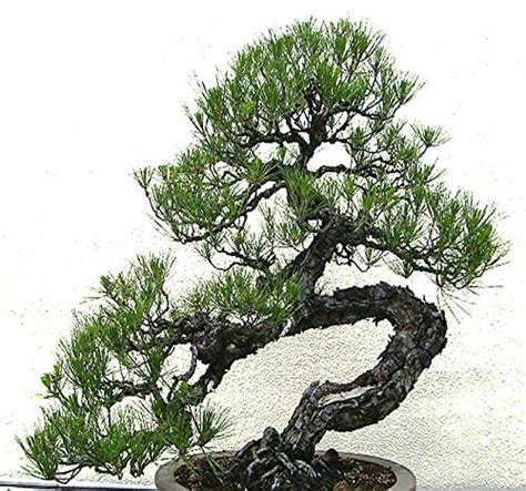 Best Japanese Black Pine Seeds For Planting