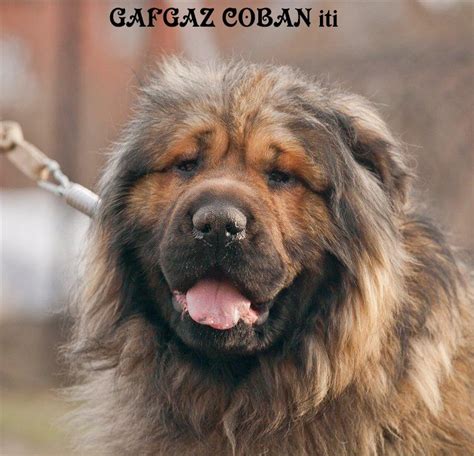 Azerbaijan shepherd Azerbaijan dag iti caucasian mountian dog ...