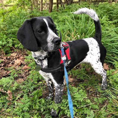 19 English Springer Spaniel Mixes Who Will Steal Your Heart!