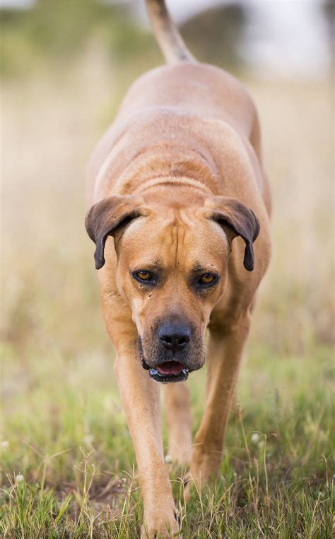 Boerboel Dog: Breed Information Center for the South African Boerboel