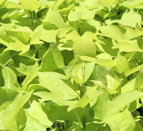 Sweet Potato Vine Plant | Calloway's Nursery