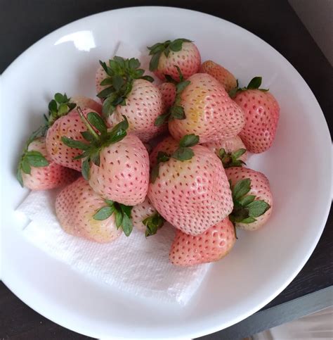Strawberry seeds germination - Pictures! - Growing Fruit