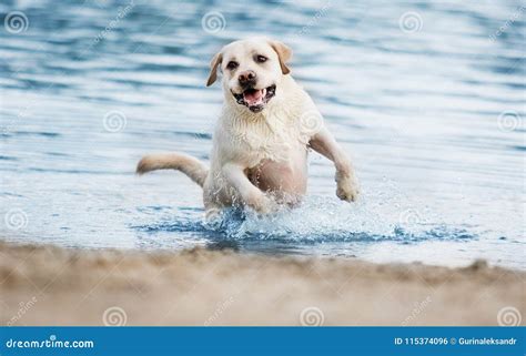 Labrador dog on the beach stock photo. Image of jump - 115374096