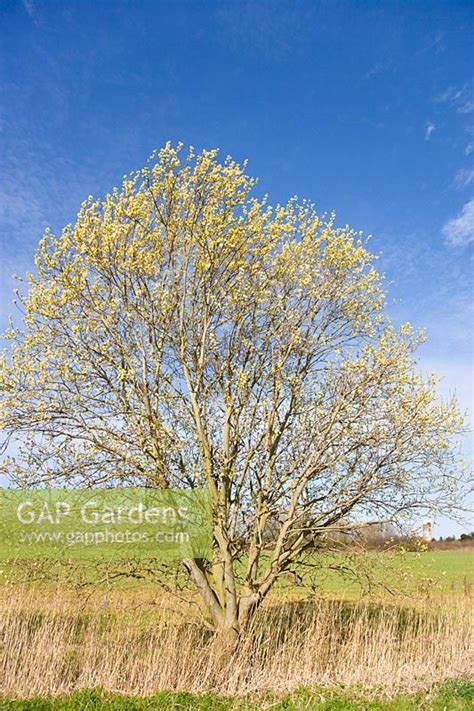 GAP Gardens - Salix caprea - Goat Willow Tree with Catkins - Image No ...