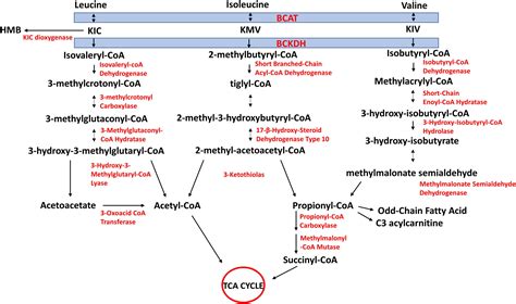 Frontiers | Branched-chain Amino Acids: Catabolism in Skeletal Muscle and Implications for ...