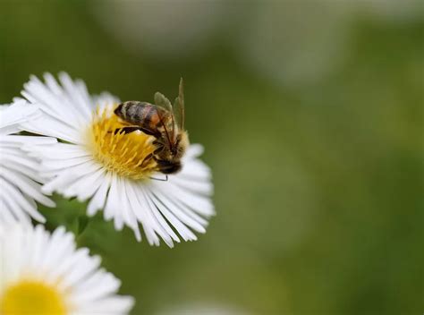 The Crucial Role Of Solitary Bees In Pollination: An Overview - The Honey Trail