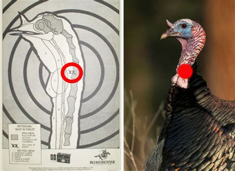 Where to Shoot a Turkey | Outdoor Life