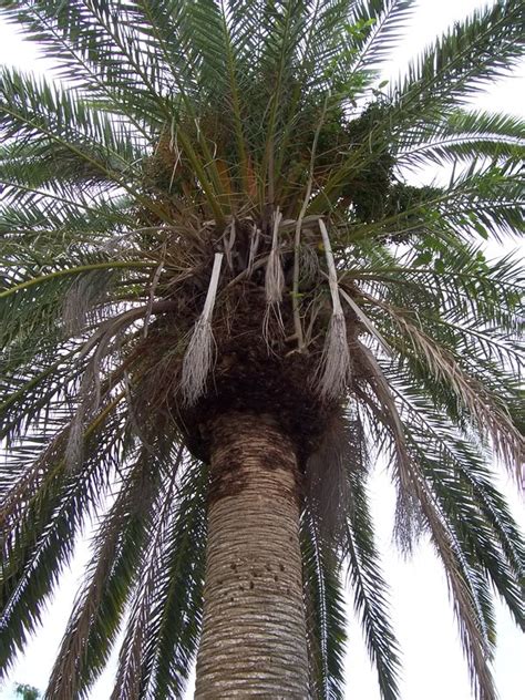 Date Palm Tree; Pictures, Images, Photos of Date Palm Trees