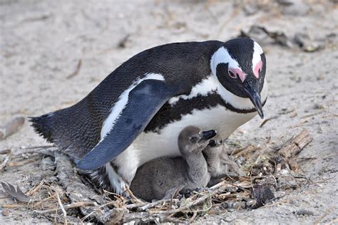 Penguin Chicks Of Different Species With Their Parents | 2048