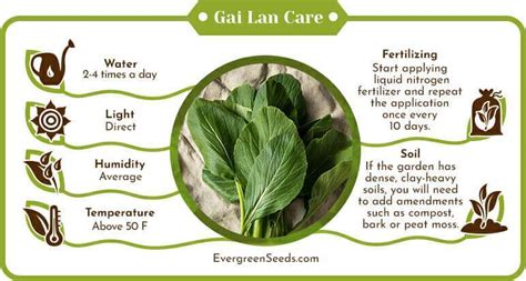 Chinese Kale (Gai Lan): Care Guide and Resources Utilization ...