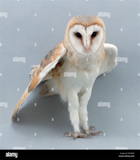 Standing Barn Owl (Tyto alba), front view Stock Photo - Alamy