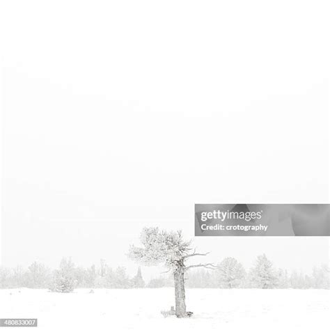 Albany Wyoming Photos and Premium High Res Pictures - Getty Images