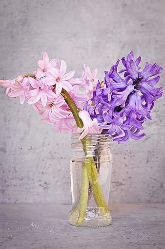 hyacinth, flowers, spring flower, asparagus plant, flower, plant, spring, hyacinthus orientalis ...