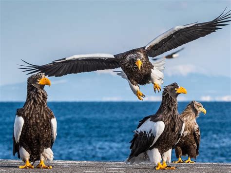 Steller’s Sea-Eagle Bird Facts (Haliaeetus pelagicus) | Birdfact